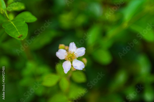 Fotografie Single tiny wildflower with five white petals and a yellow center rises from blurred greenery in a garden bed