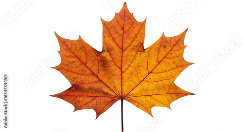 Wallpaper Mural Autumn Maple Leaf: Fall Foliage, Orange Leaf, Nature Photography Torontodigital.ca