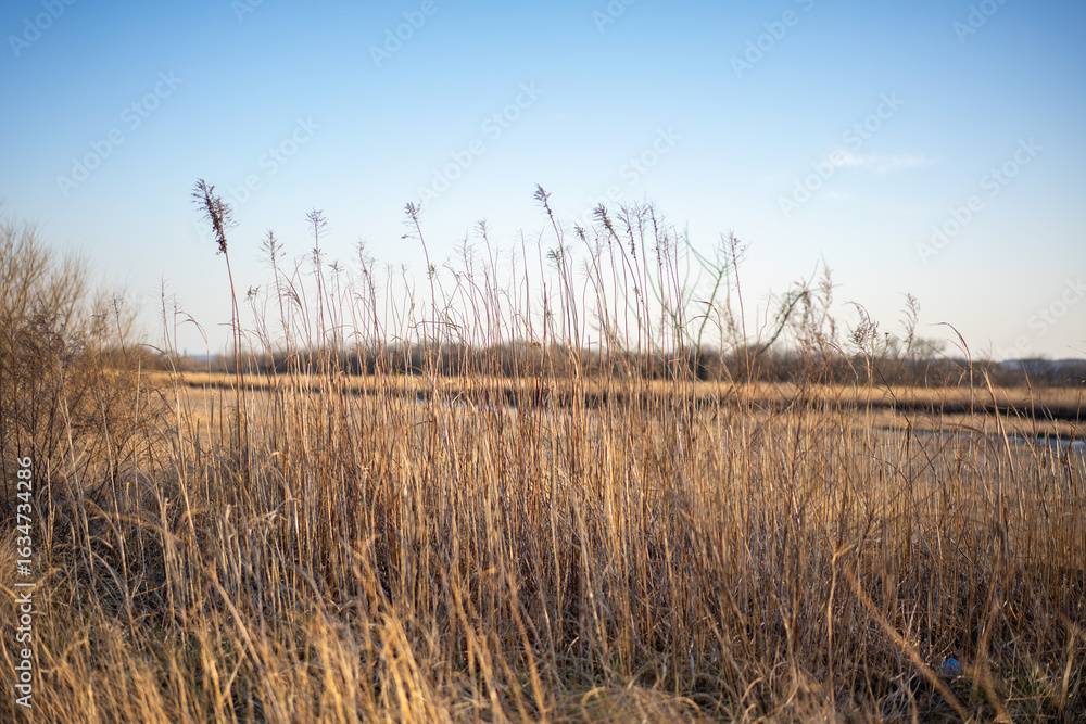 Obraz premium 青空と冬の枯れ草