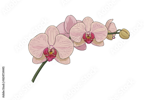 Elegant orchid blooms celebrate Singapore's floral pride. A soft, pastel illustration with a muted green background. Perfect for branding, design, and nature themes.