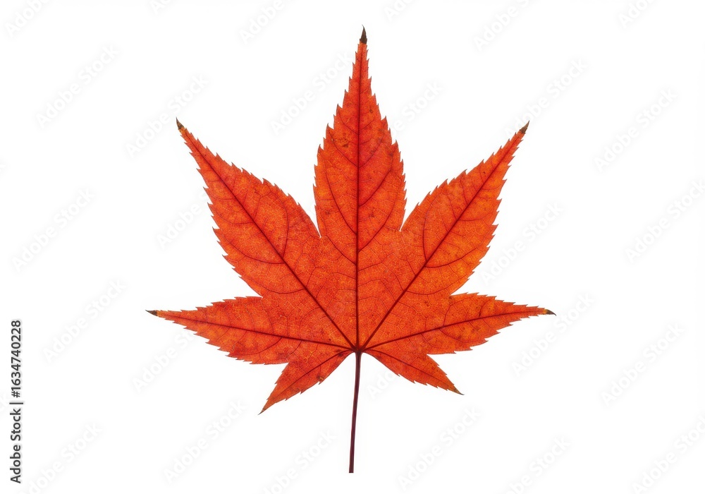 A vibrant red autumn maple leaf isolated on a white background, highlighting its intricate natural beauty A vibrant red autumn maple leaf isolated on a white background, highlighting its intricate natural beauty