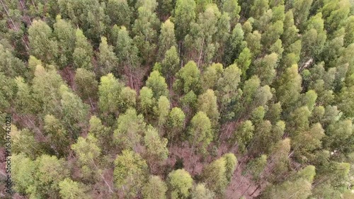 paisagem verde