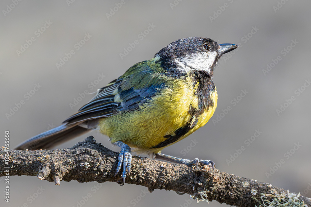 Obraz premium Close-up of a great tit perched on a branch, basking in the warm sunlight. A calm and detailed portrait of this wild bird enjoying a peaceful natural moment.