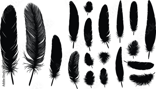 Feather silhouette collection, assorted shapes and sizes, scattered arrangement, bird plumage diversity, ornithology study, artistic design elements, black vector