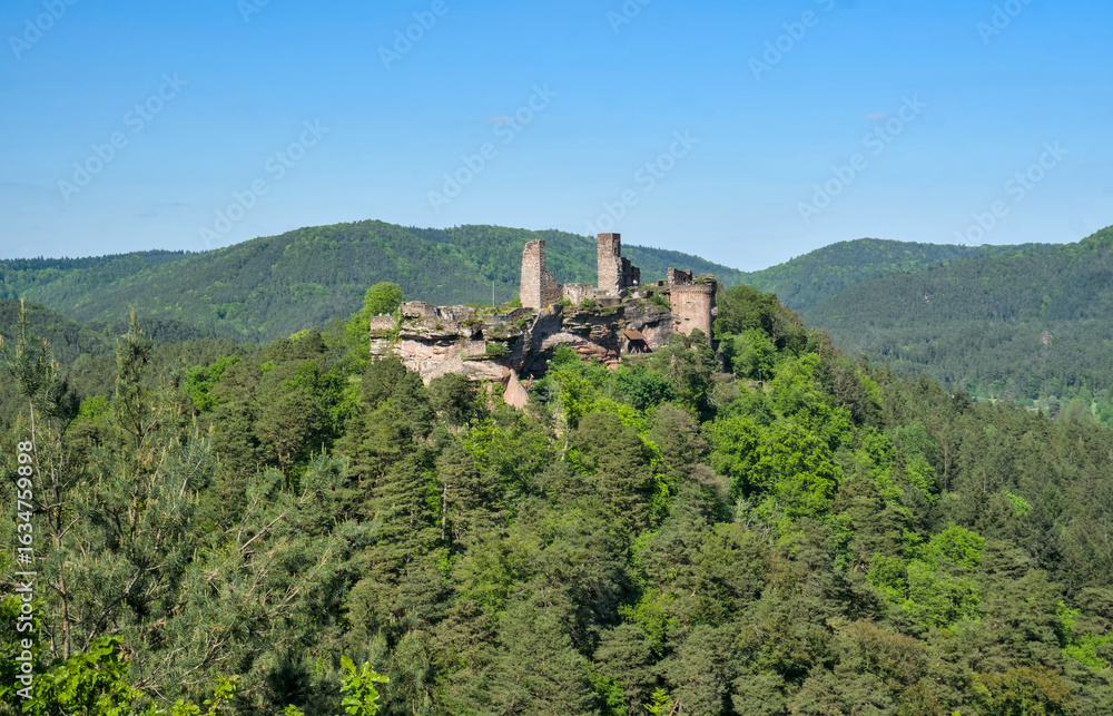 Fototapeta premium Burgenmassiv Altdahn, Germany: A view of the medieval castle ruins perched on a forested hill within the Palatinate Forest under a clear blue sky.