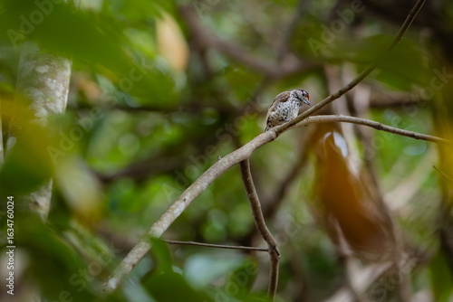Wallpaper Mural bird - pica pau Torontodigital.ca