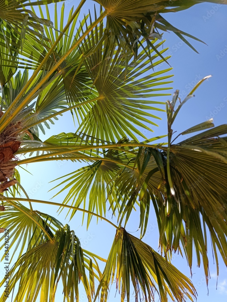 Fototapeta premium coconut palm tree