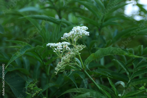 Obraz na płótnie Wild inflorescence with tiny white blossoms forms a loose corymb rising above glossy compound leaves