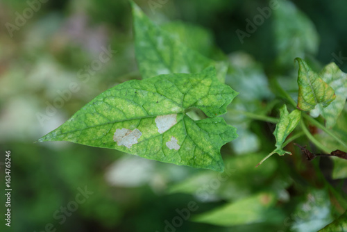 Foto Macro view of a triangular green leaf showing pale, irregular patches and a network of visible veins