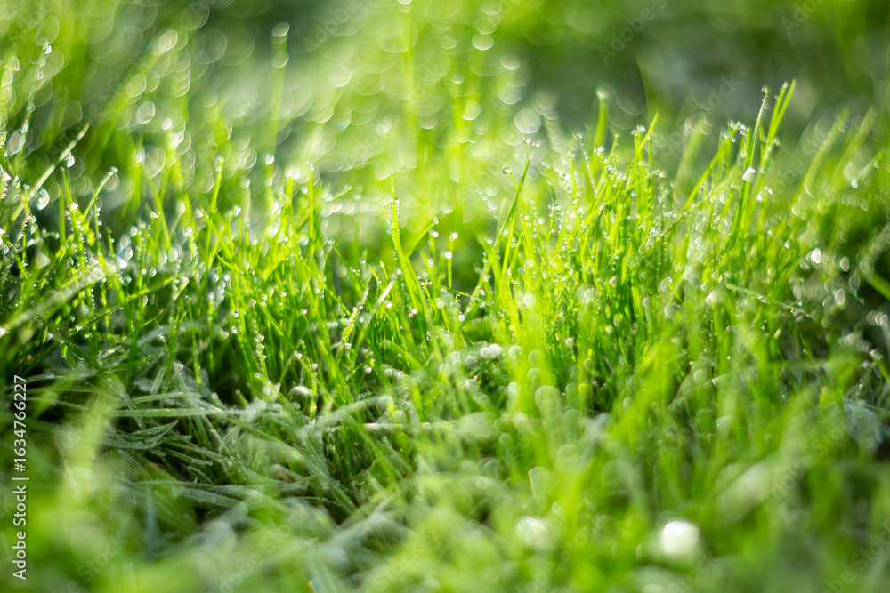 Obraz premium The dewcovered grass glistens in the morning light, creating a beautiful scene
