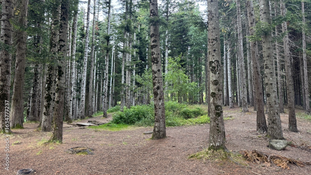 Obraz premium Foresta con alberi alti 