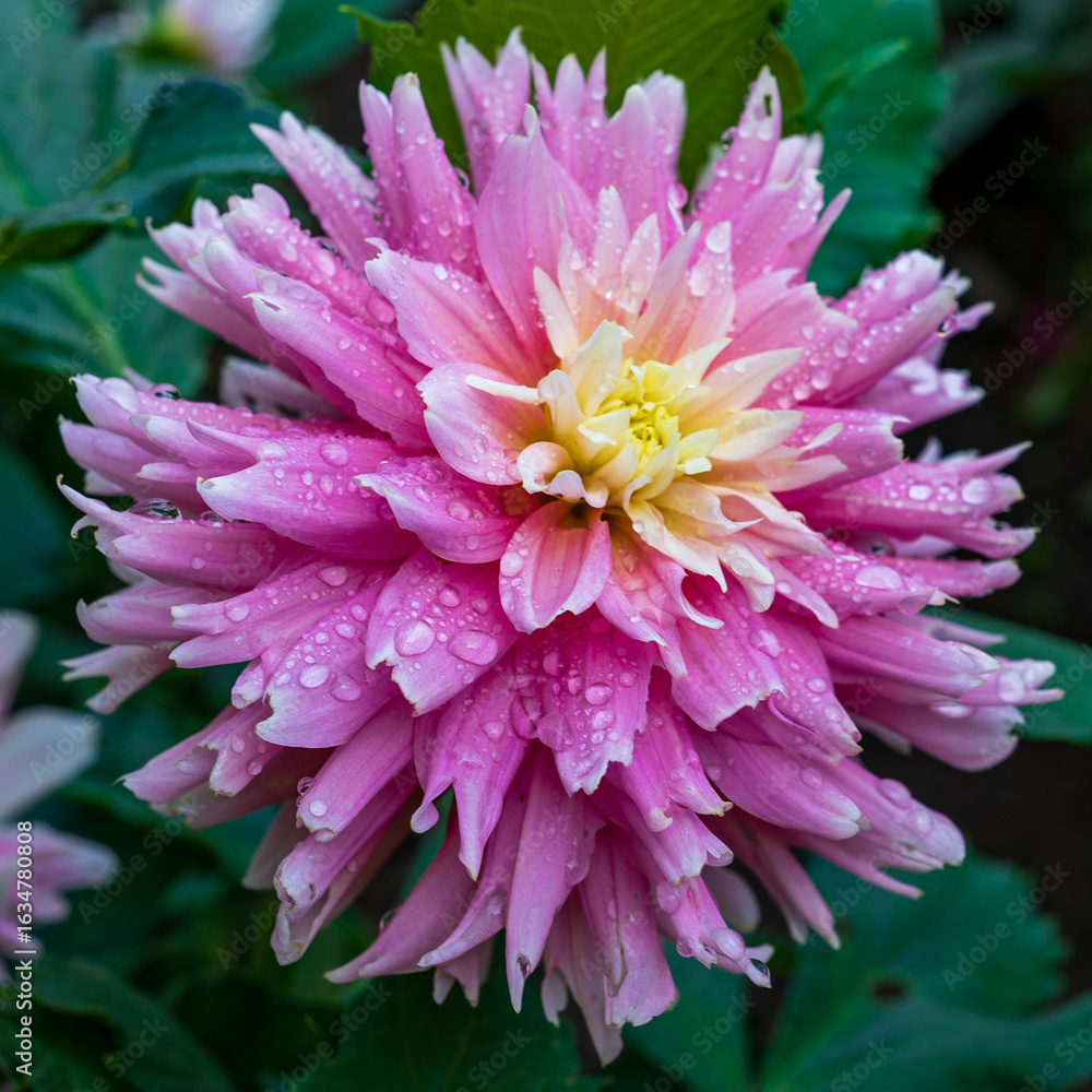 Fototapeta premium Dahlia rosa con gotas de agua