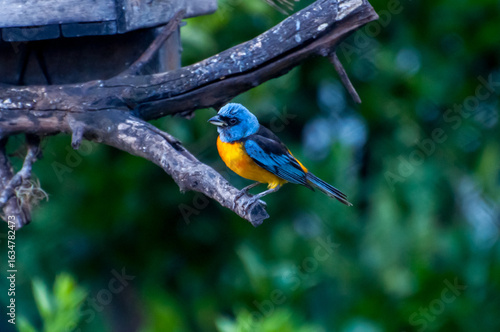 Beautiful Blue-and-yellow Tanager bird in the garden (Rauenia bonariensis)