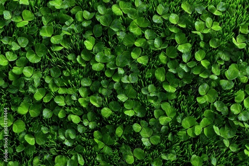 Wallpaper Mural Vibrant green clovers and grass blend harmoniously in a peaceful outdoor setting under bright daylight Torontodigital.ca
