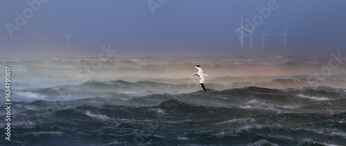 Spraybow light effect in high wind on the North Sea off Fife, Scotland with Ganet and Wind Turbines