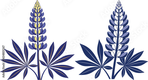 Two blue lupine flowers with green leaves on a white background