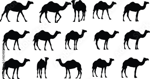 Fifteen camel silhouettes walking and standing in rows, black vector illustration, white background, desert animal poses, wildlife art composition