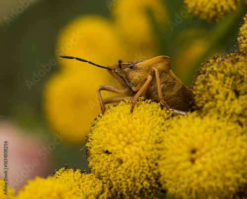 Enak auf einer Blüte