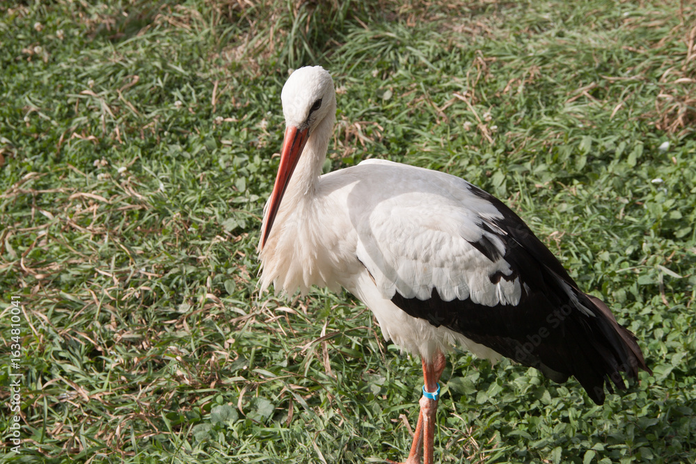 Fototapeta premium stork in quarantine. Stork in the reserve. stork in nature. Ukraine