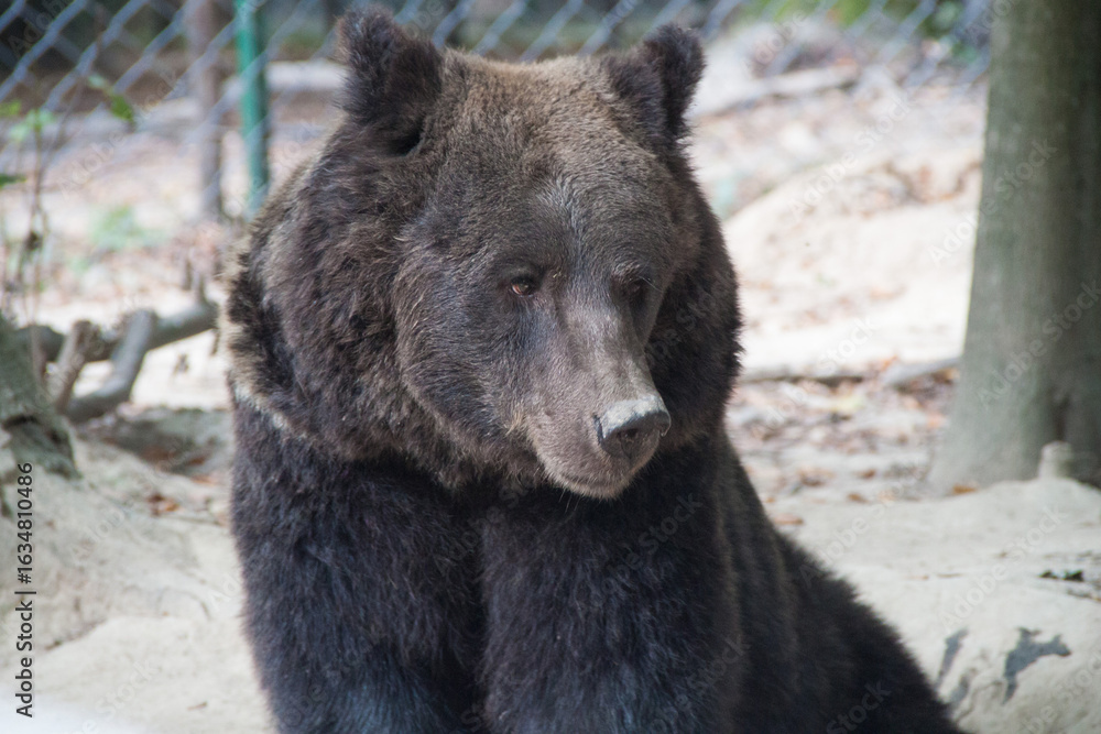 Obraz premium Black bear. Brown bear. Animal photography