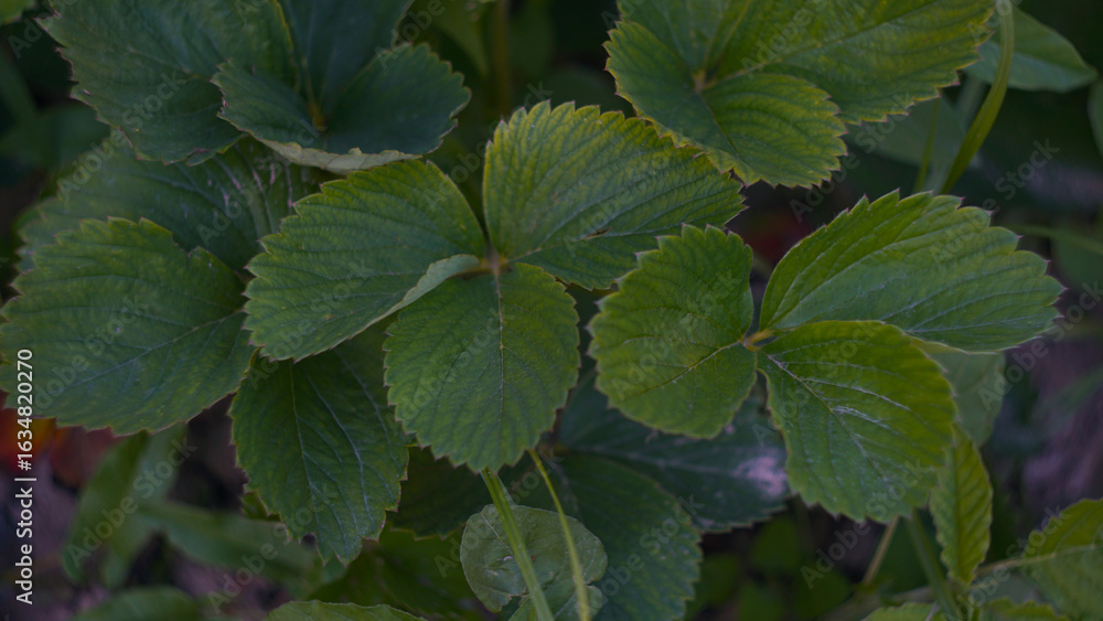 Strawberry leaves in the strawberry patch Strawberry leaves in the strawberry patch