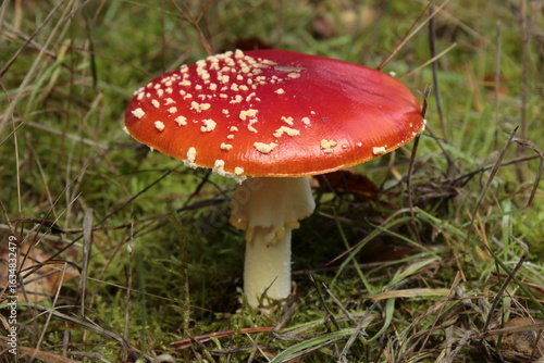 fly agaric mushroom