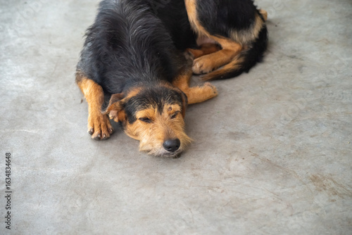 Black hairy dog ​​lying down resting and paying attention to movement. Animal without an owner.