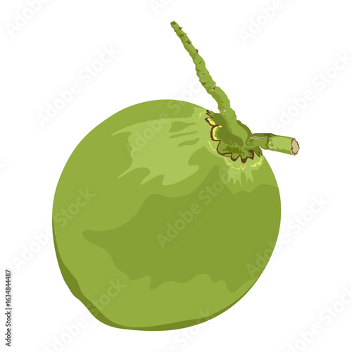 Whole green coconut. Hand drawn drinking coconut. Beach cocktail. Beach party. Fruit collection