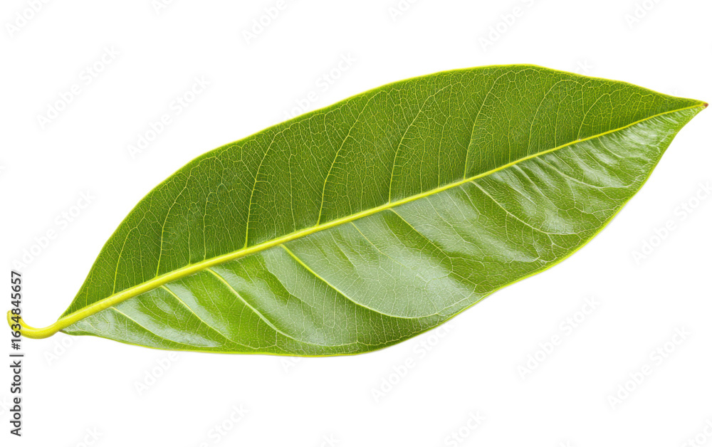 Obraz premium Mango leaf on transparent background, png