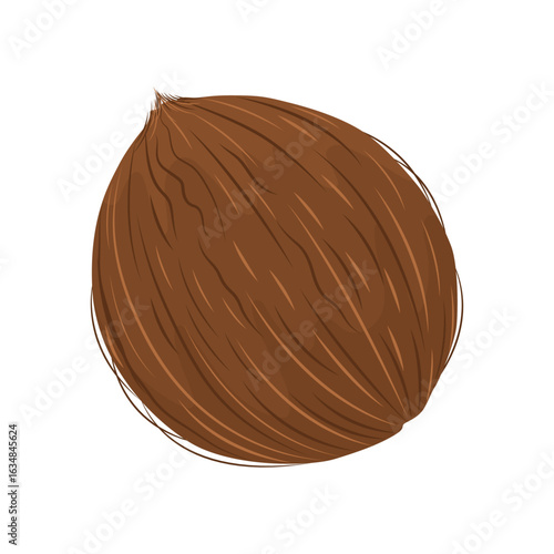 Whole ripe coconut isolated on white background. Fruit collection