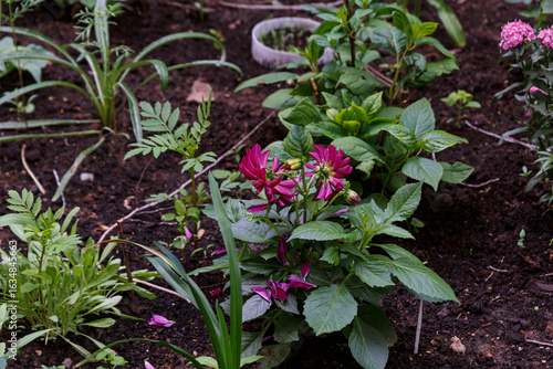 View of flowering plants in the garden