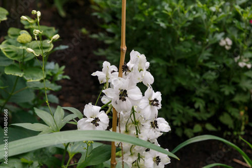 View of blooming white flowers in the garden