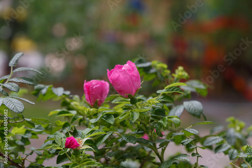 A view of blooming pink roses flowers in the garden