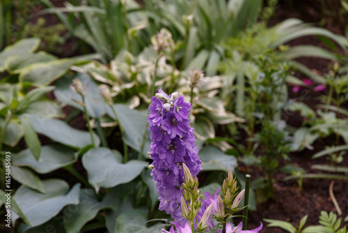 Close-up of purple flowering plant