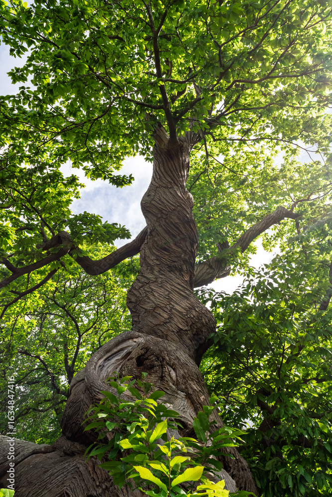 Fototapeta premium Twisted Tree