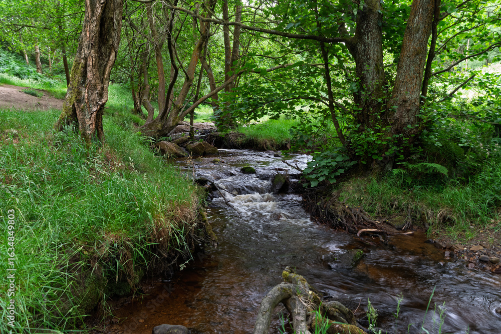 Fototapeta premium river in the forest