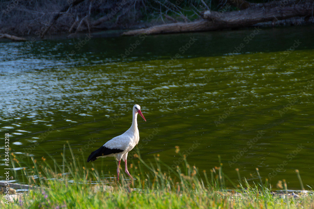 Naklejka premium White Stork in the nature