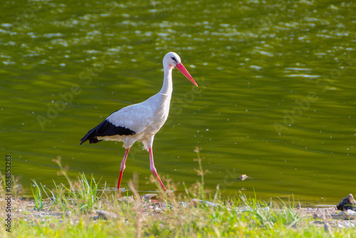 White Stork in the nature
