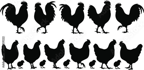 Silhouette of chickens, hens, roosters, chicks, farm poultry vector set, black silhouettes, domestic birds, rural animal clipart collection