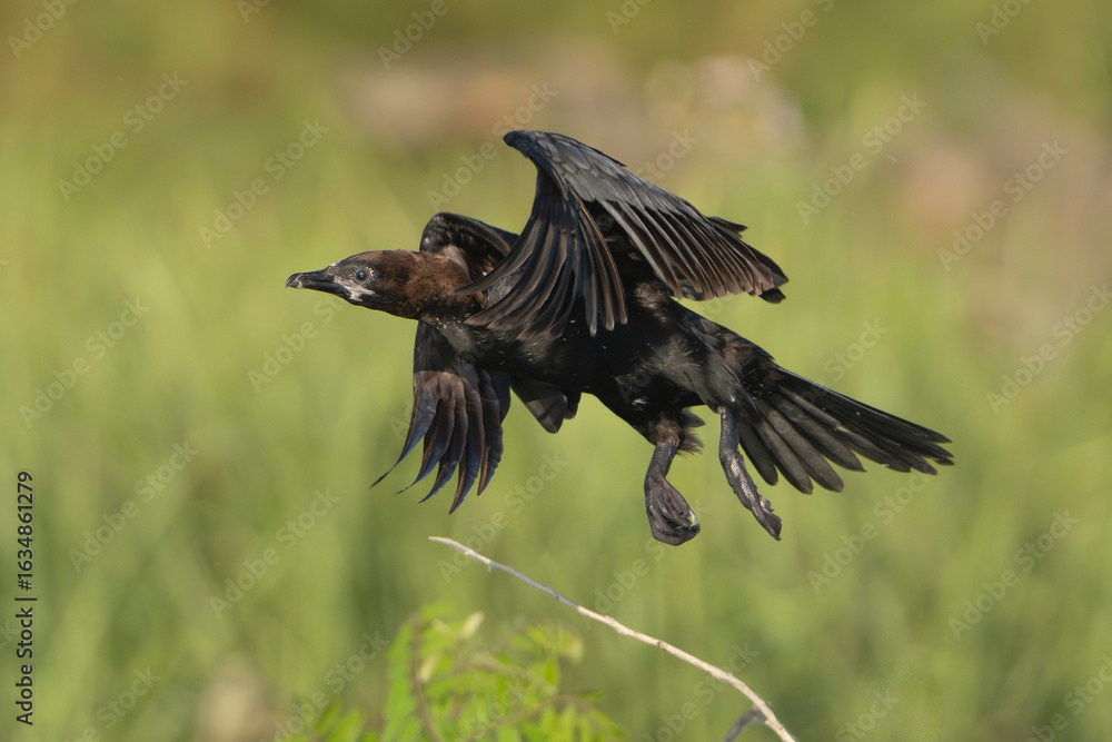 Obraz premium Pygmy Cormorant - Microcarbo pygmeus in mid-flight over the lush wetlands of the Danube Delta in Romania at green background.