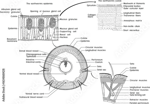 Coloring page with cross section, structure diagram of seta and body wall of earthworm. Diagram of internal anatomy of earthworm for biology lessons