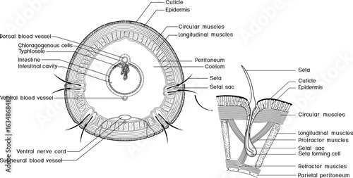 Coloring page with cross section and structure diagram of seta of earthworm. Diagram of internal anatomy of earthworm for biology lessons