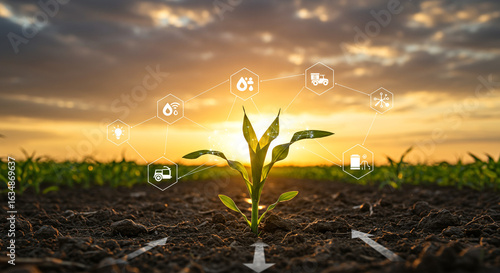 Smart Agriculture:  Sunrise Corn Plant Growth with IoT Technology Icons and Irrigation System.