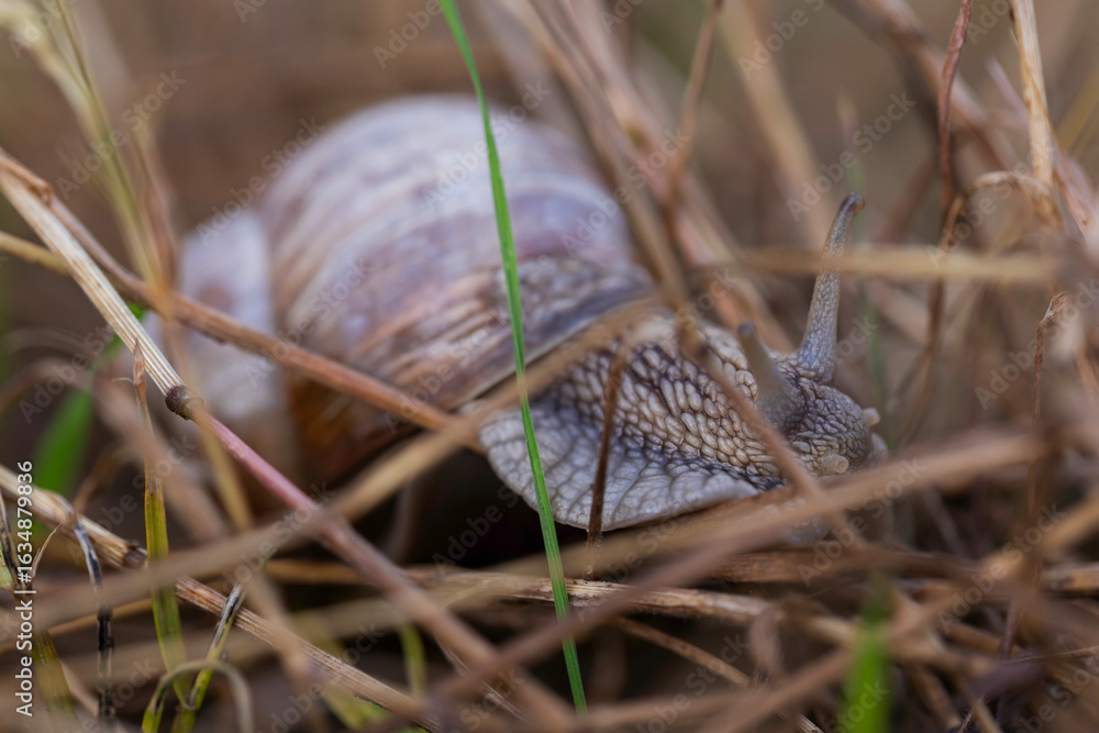 Fototapeta premium Detailed macro image of an edible snail moving through dry grass and vegetation, highlighting the unique texture of its skin and spiral shell, perfect for concepts of nature, wildlife, and slow moveme