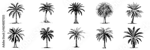 Hand-drawn palm tree collection. Set of ten black and white vector illustrations of different palm tree species. Sketchy, ink drawing style. Tropical, botanical, summer design elements. Isolated on wh