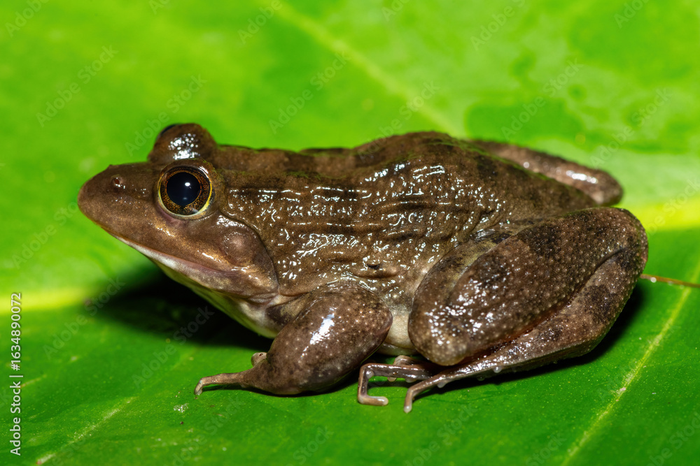 A beautiful Cape River Frog (Amietia fuscigula) near a stream on a warm evening in the Western Cape, South Africa A beautiful Cape River Frog (Amietia fuscigula) near a stream on a warm evening in the Western Cape, South Africa
