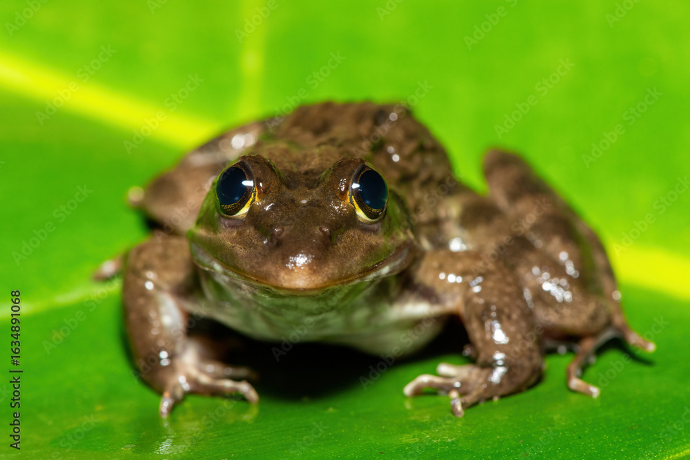 A beautiful Cape River Frog (Amietia fuscigula) near a stream on a warm evening in the Western Cape, South Africa A beautiful Cape River Frog (Amietia fuscigula) near a stream on a warm evening in the Western Cape, South Africa