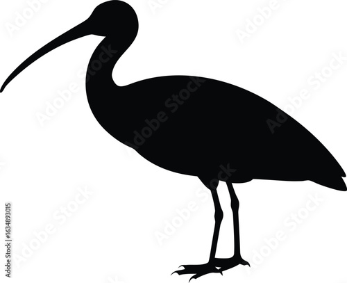 ibis bird silhouette vector illustration