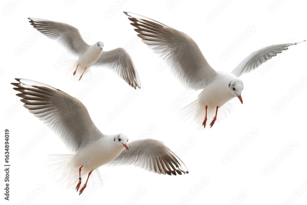 Obraz premium Three flying seagulls, full-body shot, png, transparent