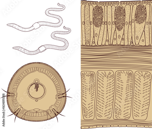 Cross section, structure diagram of body wall of earthworm. Diagram of internal anatomy of earthworm for biology lessons